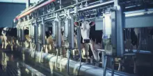 Allevamenti, così veterinari e zootecnici si fanno la “guerra” sui certificati di qualità. E a perderci sono i consumatori
