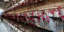 La Svezia abolisce le galline in gabbia mentre l’aviaria minaccia gli allevamenti intensivi