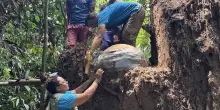 Enormi urne sferiche contenenti resti umani e di tartarughe sono state trovate sepolte in Amazzonia