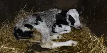 La denuncia di Lav: la nuova etichettatura sui prodotti non svelerà le sofferenze degli animali allevati