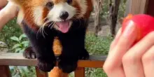 “Cuccioli di panda rossi verranno nel letto a svegliarvi la mattina”: scoppia la polemica per l’esperienza “esclusiva” offerta dall’hotel