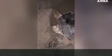 Il video della storica deposizione di uova di tartaruga marina a Riccione: allestito presidio permanente sulla spiaggia