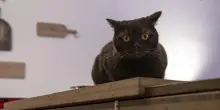 Spese veterinarie e solidarietà: quando curare un gatto diventa una sfida