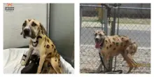 Dipinta come un leopardo e abbandonata al sole con 9 cuccioli: la storia del salvataggio della cagnolina Rainbow fa il giro del mondo