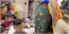 Elefanti furiosi si ribellano agli addestratori e scappano durante una cerimonia in India – IL VIDEO