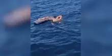 Napoli, bambino di 5 anni trascinato con il materassino per chilometri: salvato dalla Guardia Costiera