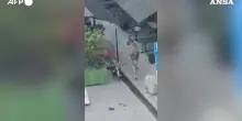 Un alce si aggira nel centro di Stoccolma, ma la passeggiata diventa fatale – Video