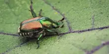 Invasione di scarabei giapponesi in Lombardia e Piemonte, scatta l’allarme per l’insetto “alieno”