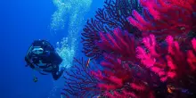 Mediterraneo mai così caldo, anche a 40 metri di profondità. Effetti sulla biodiversità: muoiono le specie autoctone, proliferano quelle aliene
