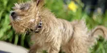 “Il cane appare abbattuto, non si regge sulle quattro zampe, può anche vomitare”: come riconoscere un colpo di calore nei nostri animali – I consigli