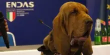 Il “cane-eroe” Bruno ucciso da wurstel pieni di chiodi: nella sua vita ha ritrovato nove persone disperse