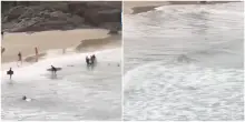 Squalo arriva sul bagnasciuga e azzanna un ragazzo: “I surfisti si sono avventati sull’animale e sono riusciti a salvargli la vita” – VIDEO
