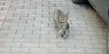 Mamma gatta porta il cucciolo malato dal veterinario. I medici: “Ci siamo emozionati molto” – VIDEO
