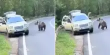 Romania, i cuccioli dell’orsa abbattuta, ora abbandonati, saranno portati in un centro di riabilitazione