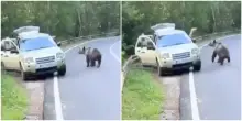 Uomo si avvicina pericolosamente a un’orsa coi cuccioli per filmarli in Romania: l’animale reagisce – Video