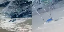 “Gli amici hanno provato a salvarlo tra le urla strazianti, picchiavano l’animale per liberarlo dalle fauci”: coccodrillo azzanna e uccide un 15enne