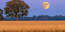 Arriva la Luna arancione: al tramonto del 10 luglio l’incredibile “illusione lunare”, ecco come osservare il raro fenomeno