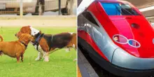 “I cani viaggiano gratis in treno fino al 15 settembre”: l’annuncio di Trenitalia. Ecco le regole e le misure dei trasportini