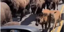 “Gli animali fuggono da Yellowstone, gli scienziati sono sconcertati: sanno qualcosa che noi non sappiamo”: i video sono virali su TikTok, ecco come stanno davvero le cose