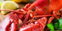“Soffrono come noi, basta mettere le aragoste vive nei pentoloni”: 6 italiani su 10 contro la bollitura dei crostacei vivi, il sondaggio