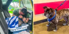 “Scomparso otto anni fa a causa dell’uragano Harvey e ritrovato a 480 chilometri di distanza”: il cane Blue ha fatto finalmente ritorno a casa