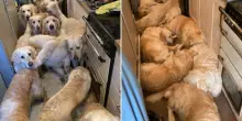 L’oasi per i Golden Retriever nascondeva un terribile segreto: animali rinchiusi in cucina, camera da letto e due erano morti per terra. Revocata la licenza