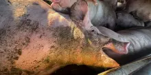 L’inferno degli animali trasportati vivi a 45 gradi. E l’Italia fa ostruzionismo sulla revisione delle norme Ue