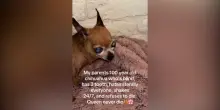 Cieca, tremante e con soli tre denti: Regina Chihuahuabeth II diventa una star di Tiktok da oltre 18 milioni di visualizzazioni