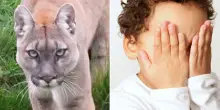 “Un puma azzanna un bambino di quattro anni, il padre lo salva. È un eroe”: il racconto dei testimoni