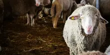 La ‘febbre delle pecore’ spaventa il centro Italia: oltre 400 focolai in 4 regioni. Gli allevatori denunciano: “Nessun piano di prevenzione, tutto a carico nostro”