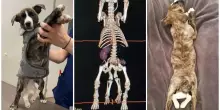 “Nel suo corpo c’era anche il suo gemello mai sviluppato”: l’incredibile storia di Mila, il cane con zampe, tre orecchie e due intestini