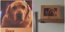 “È normale se ho pianto per lui?”: entra in un Airbnb e trova la foto di un cane Golden Retriever, il video straziante è virale