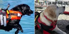 “I cani bagnini salvano tre persone nelle acque di Balestrate”: il gesto eroico di Nala e Baloo