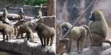 “Vi uccideremo e vi daremo in pasto ai leoni”: minacce di morte per i dipendenti dello zoo di Norimberga che hanno soppresso 12 babbuini