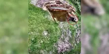 La nuova vita dell’orsa JJ4 nel parco della Foresta Nera in Germania: il video della “liberazione” nel centro
