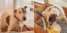“Dieci anni in un canile, poi la sua vita è cambiata per sempre grazie a un hotel di lusso”: l’incredibile storia del cane Thor, da randagio a ospite ‘vip’