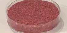 Hamburger coltivati in laboratorio, etici e indistinguibili da quelli tradizionali? Lo studio del Politecnico di Zurigo