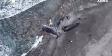 Strage di balene in Giappone: “I cetacei spiaggiati prima dello tsunami” – Video