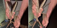 “È un insetto stecco tra i più grandi al mondo”: l’incredibile scoperta in Australia