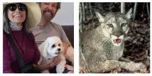 “Stavamo camminando col nostro cane quando è apparso un puma e si è avventato su di lui. Era ancora attaccato al guinzaglio quando lo ha portato via”: la storia di Taulere e Arrone Appel
