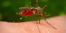 West Nile in Italia: 351 casi e 23 decessi, prima vittima in Molise