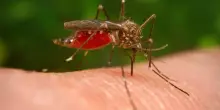 West Nile, quinta vittima nel Lazio: 77enne con patologie pregresse. Da inizio anno 11 morti in Italia