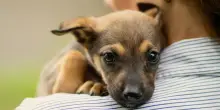 “Mia suocera non vuole più venire a trovarmi perché le ho chiesto di mettere la lettiera del suo cane sul terrazzo e non in casa”: la storia su Reddit