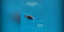 Bagno (con sorpresa) per due turiste in Grecia: inseguite da un cinghiale mentre nuotano – Video