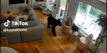 Un volpino di Pomerania caccia un orso da casa: l’incredibile video ripreso dalle telecamere di sicurezza