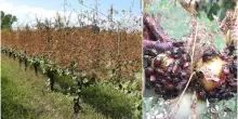 Popillia japonica, l’insetto che sta mettendo in ginocchio gli agricoltori in Piemonte: “Impossibile eradicarlo”