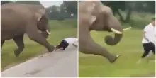 “È vivo per miracolo”: turista si avvicina troppo all’elefante per scattargli una foto, l’animale si infuria e lo attacca