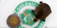 In uno zoo del Messico è nata la tartaruga del fango di Vallarta, la più piccola del mondo