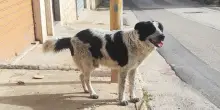 Cane randagio sgozzato per essere mangiato: “Merlino era amato da tutti, è inaccettabile”. Rabbia e dolore tra i cittadini di Nora