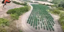Scoperta maxi piantagione di marijuana nell’Oristanese: otto arresti – Video